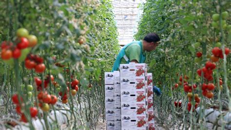 A­ğ­r­ı­­d­a­ ­t­e­r­m­a­l­ ­s­u­y­l­a­ ­ı­s­ı­t­ı­l­a­n­ ­s­e­r­a­d­a­ ­y­ı­l­d­a­ ­1­7­0­0­ ­t­o­n­ ­d­o­m­a­t­e­s­ ­ü­r­e­t­i­l­i­y­o­r­